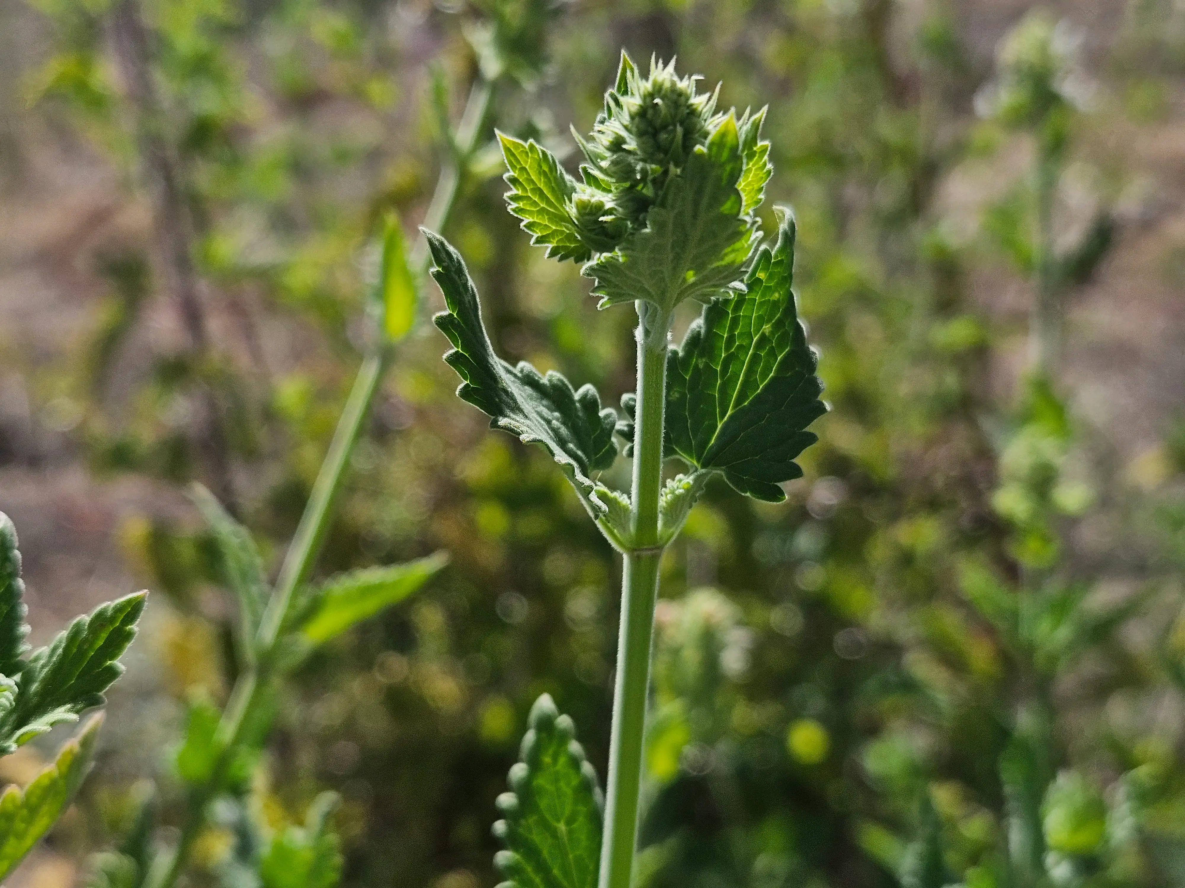 Why “Beyond the Herb”?