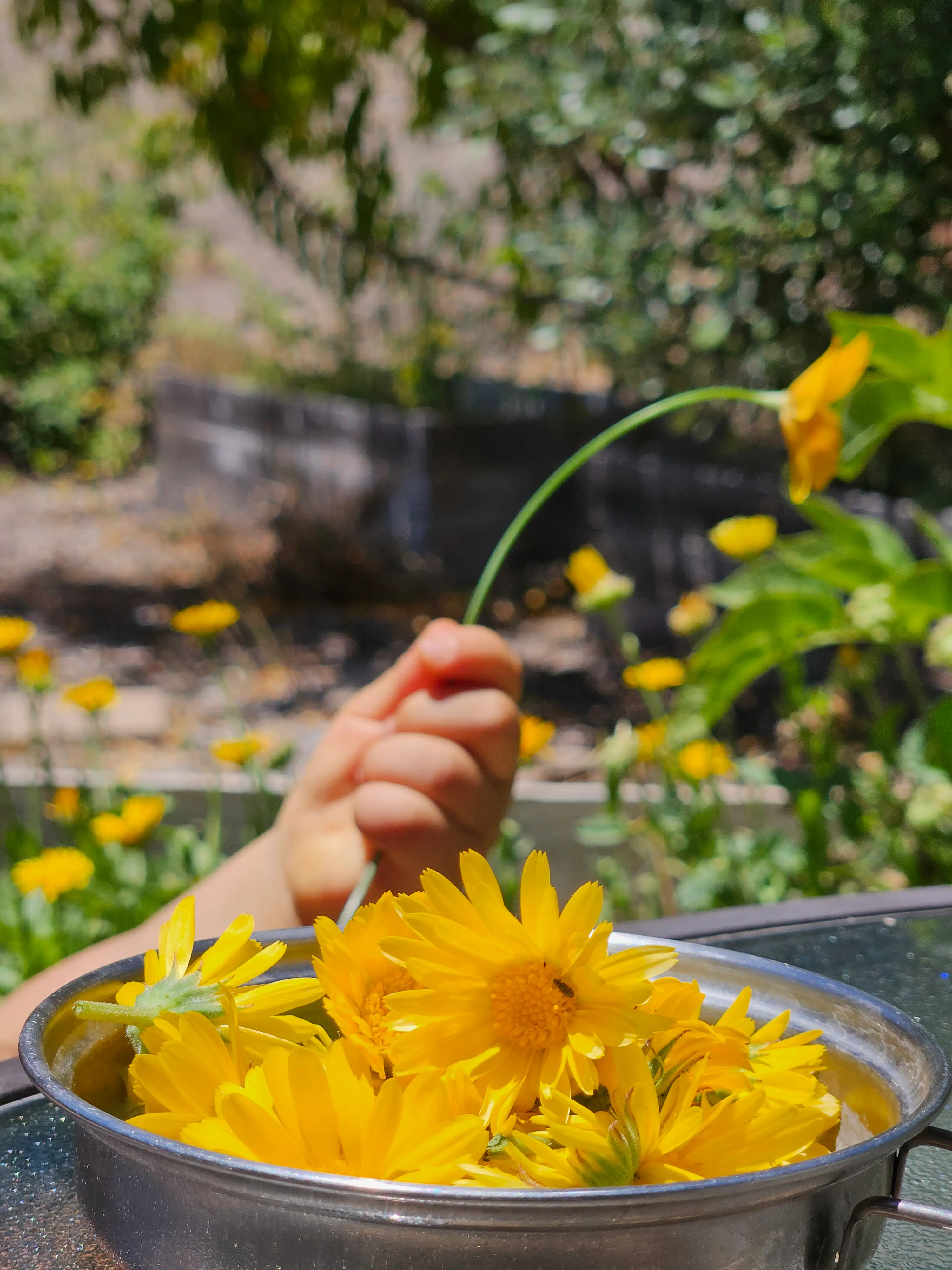Child exploring a colorful herb garden