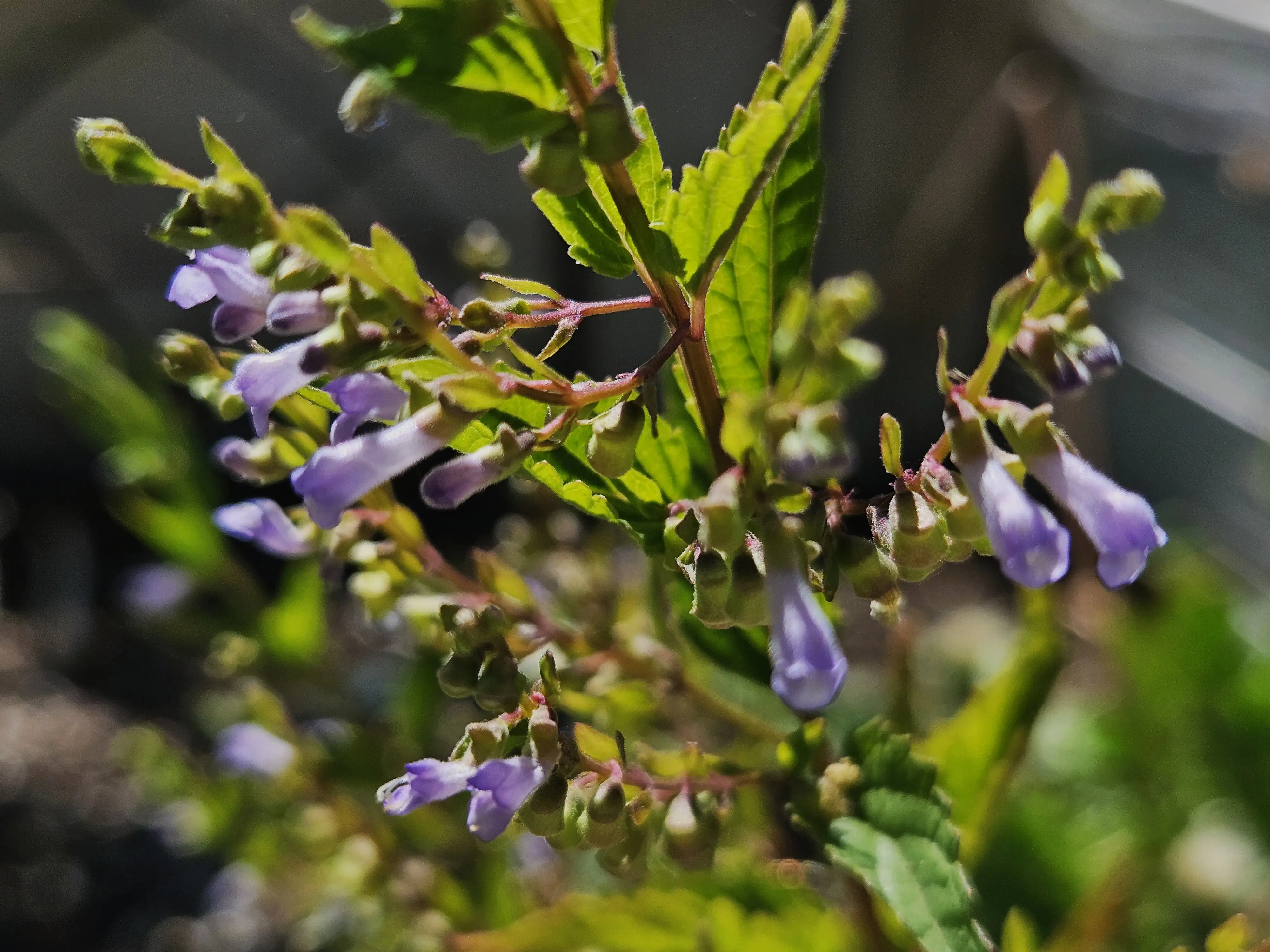 Herbal materials for learning about children’s wellness