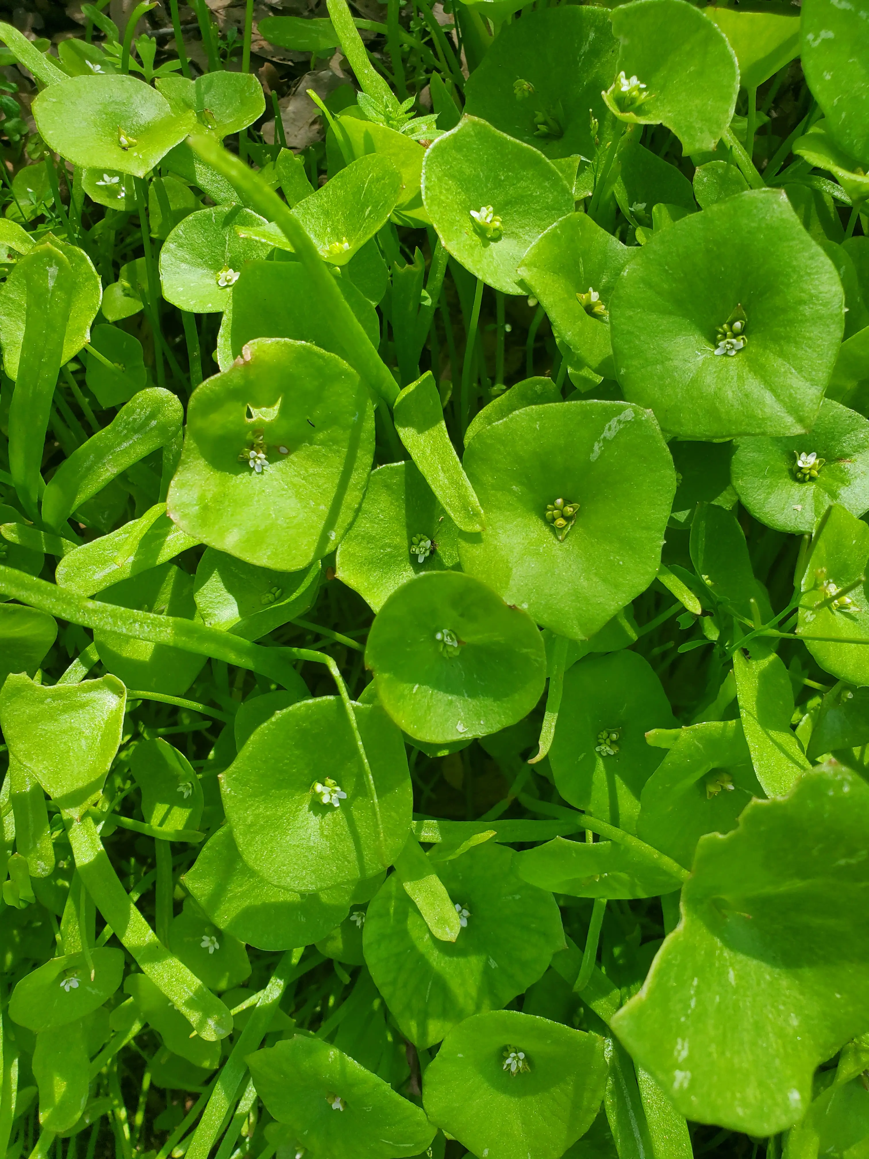 Seasonal wild plants ready for responsible foraging