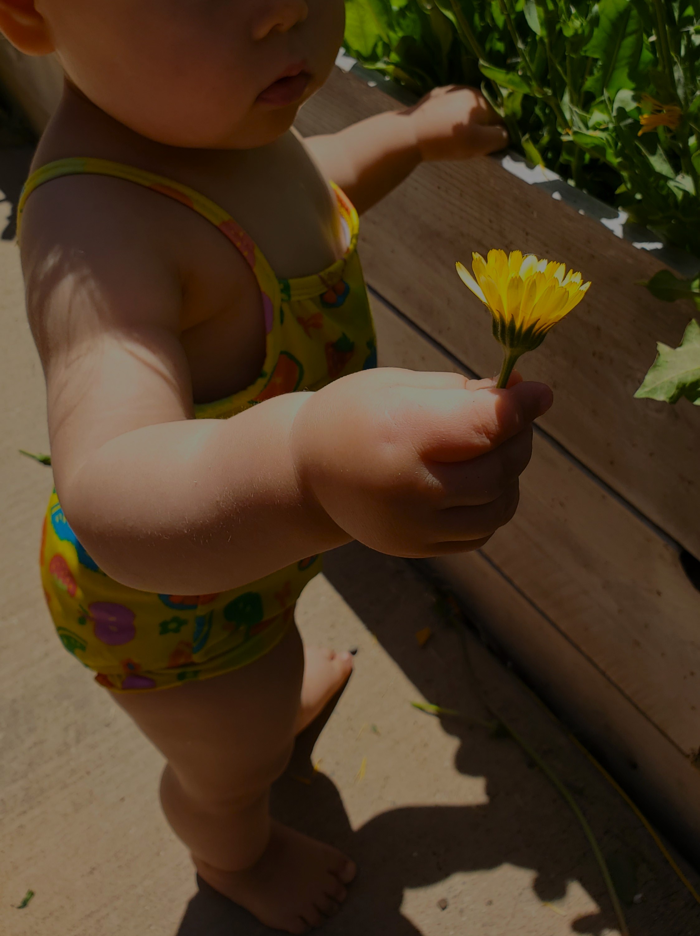 Young child holding a yellow flower beside a garden bed