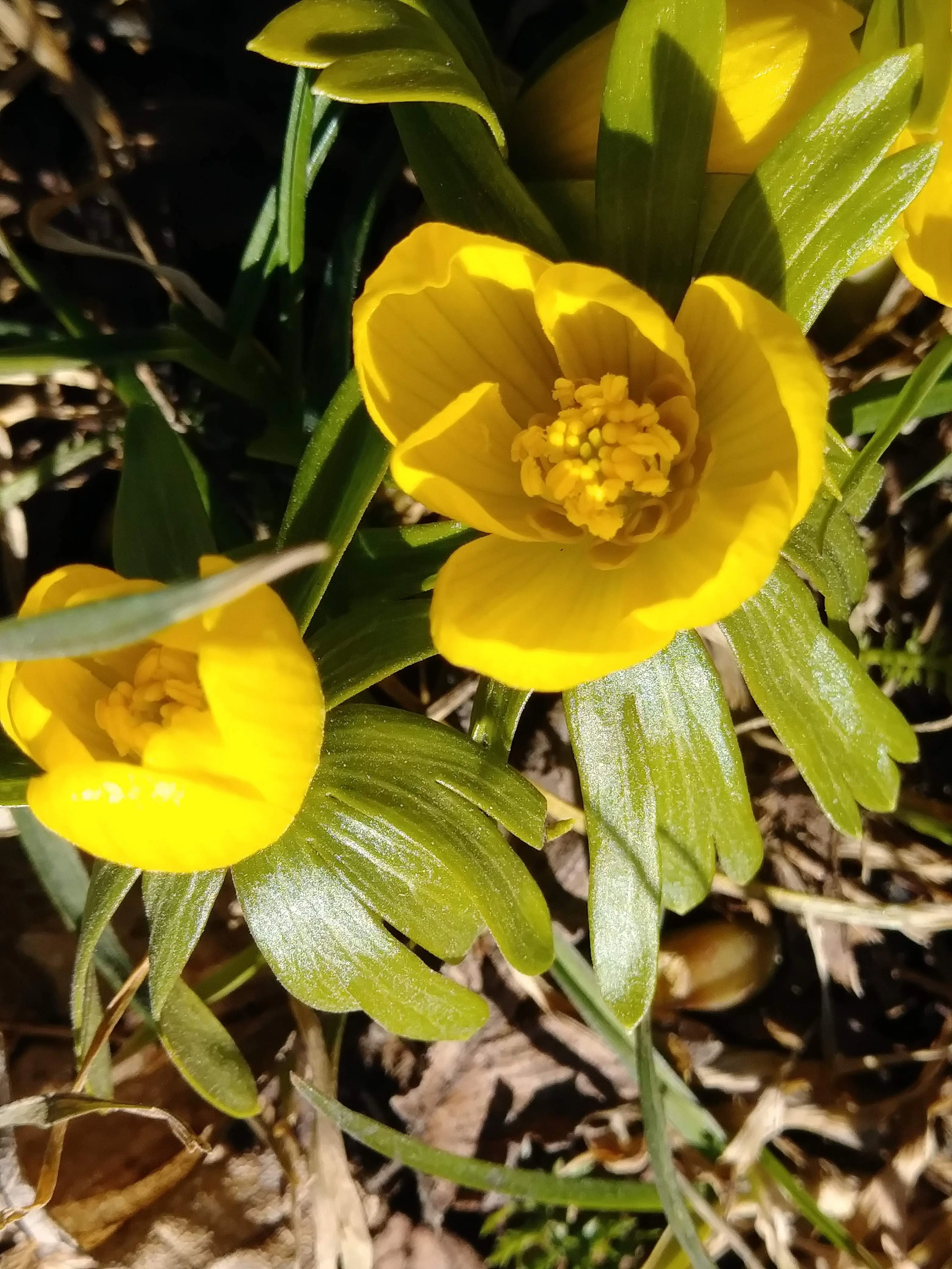 Eranthis hyemalis in Sweden, 2018