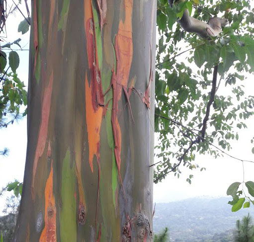 Eucalyptus deglupta tree in Puerto Rico, 2017