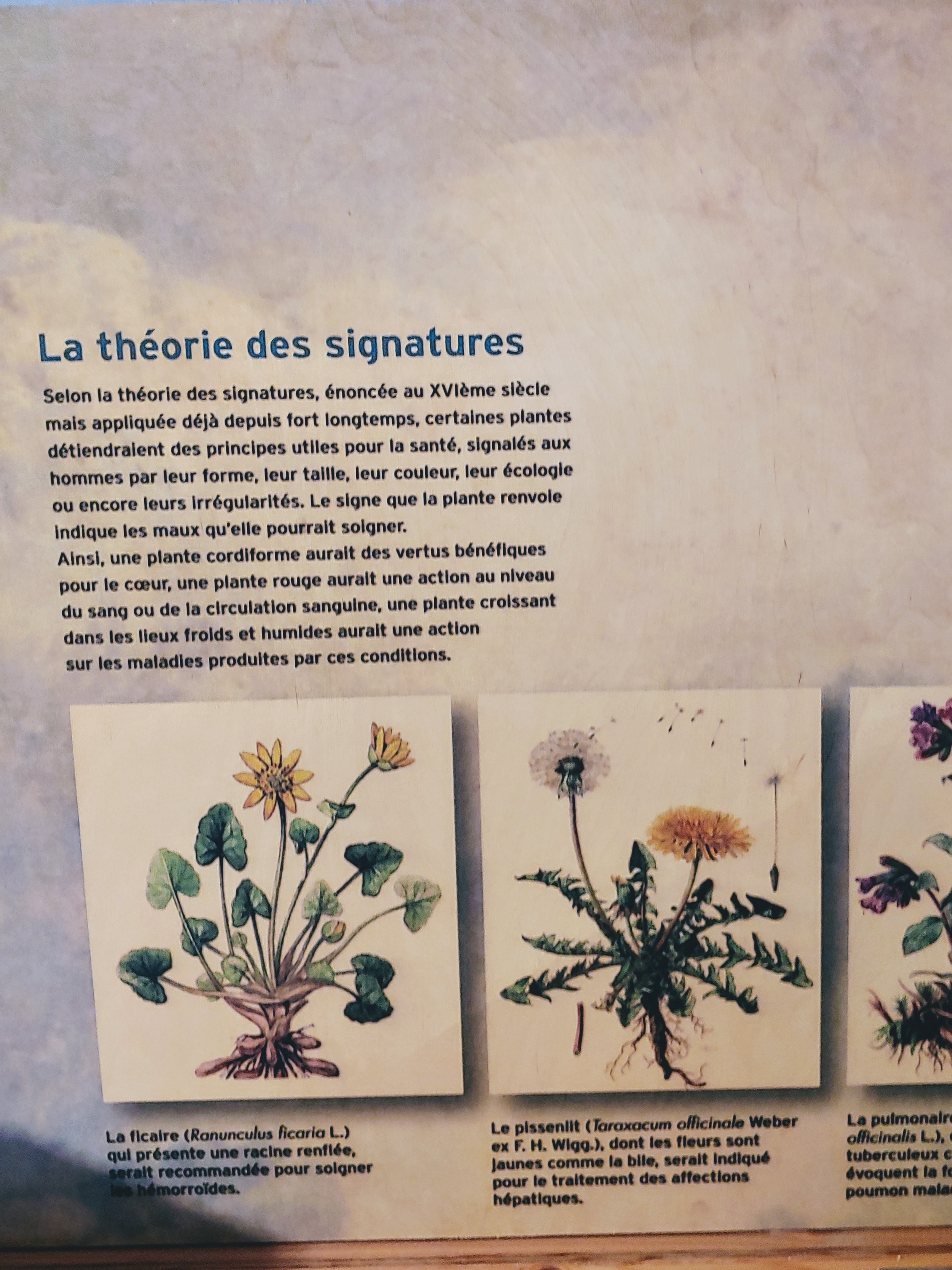 Whittney studying plants in France, 2019