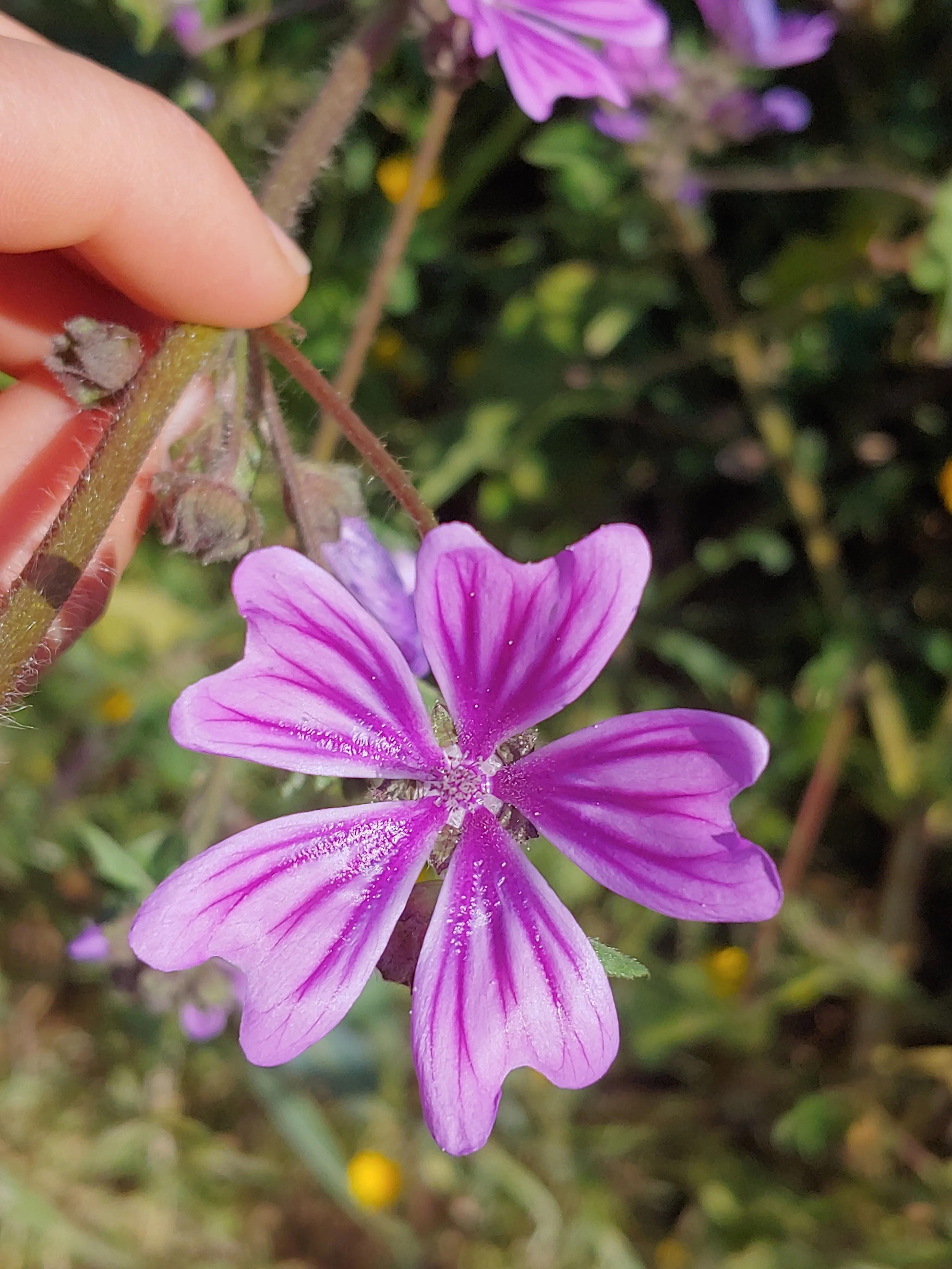Malva sylvestris in Spain, 2019
