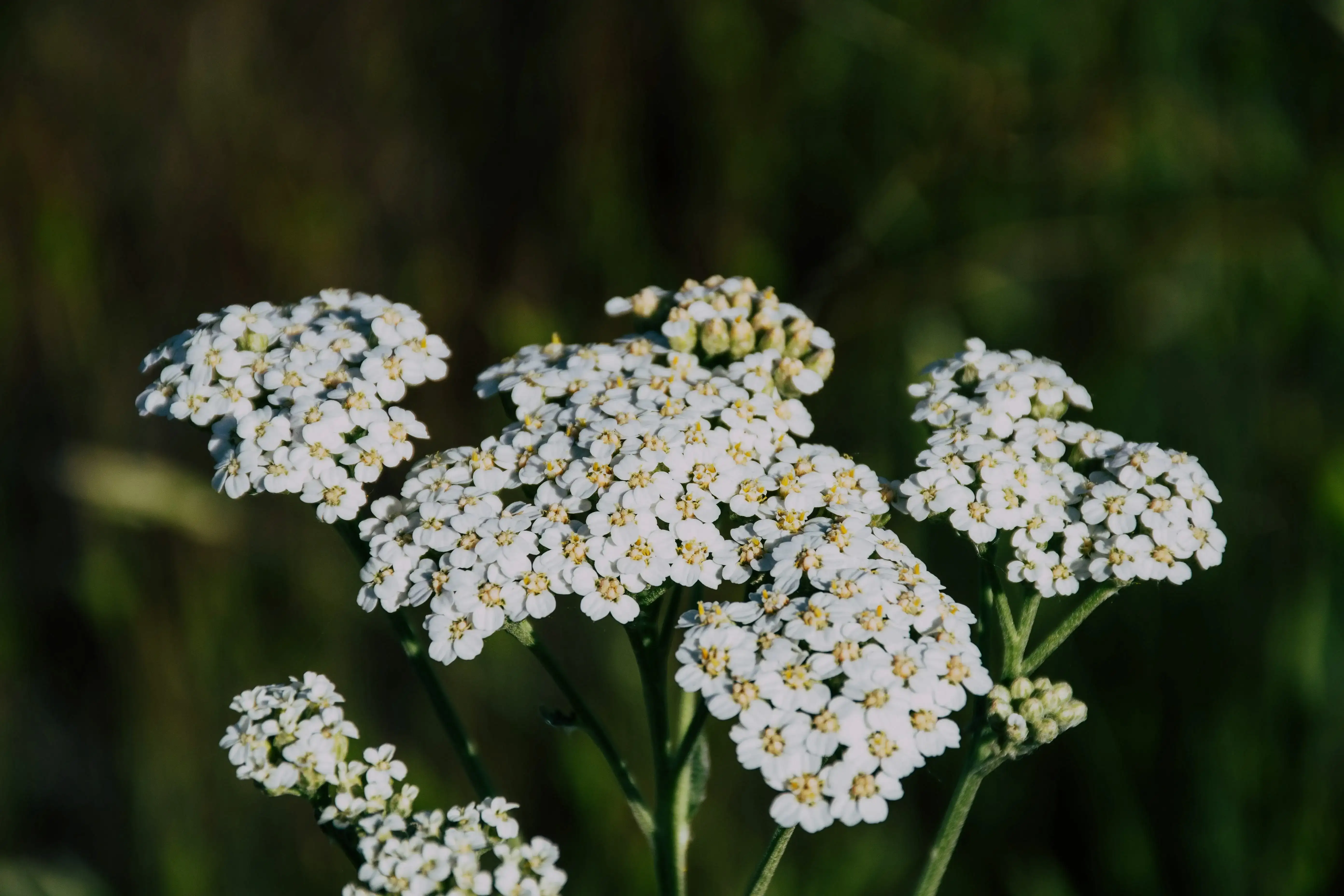 Wild edible and medicinal plants growing outdoors